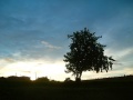 In the morning 